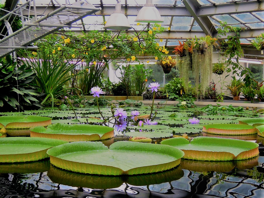 Botanische Gärten Deutschland B) BILDERWEBSEITE BOTANIK