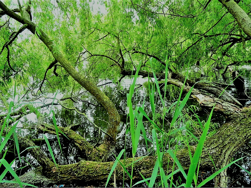 Botanische Gärten Doku A) Gartendoku, Garten Doku