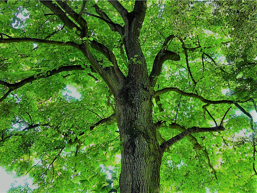 Botanische Gärten Doku A) Gartendoku, Garten Doku