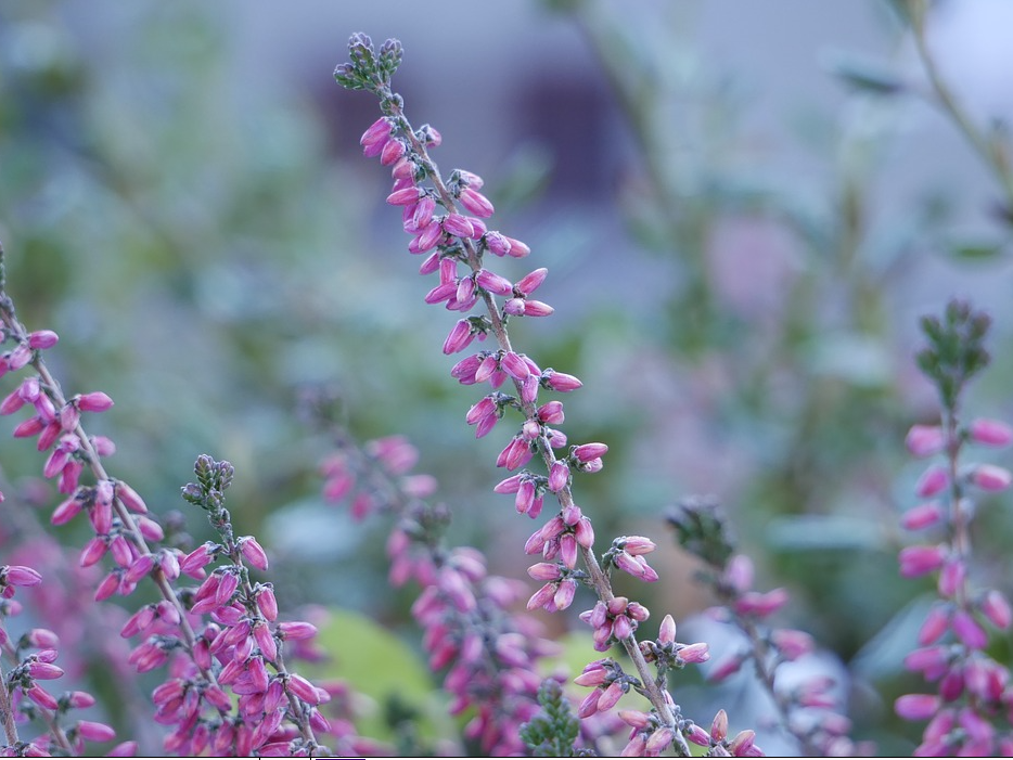 Botanische Gärten Doku A) Gartendoku, Garten Doku ...